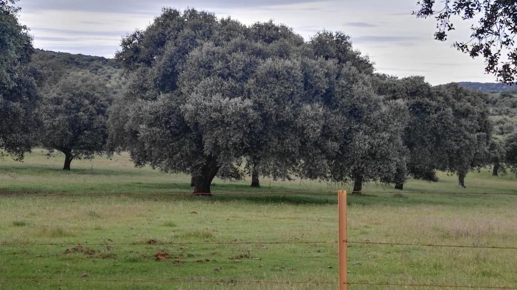 Casa Rural El Trillo Konuk evi El Alcornocal Dış mekan fotoğraf